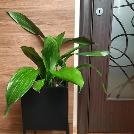 Stan Na Dan D Lux Jacuzzi Apartment Kragujevac